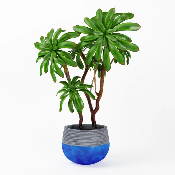 植物绿植盆栽73