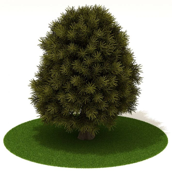 植物绿植树木6
