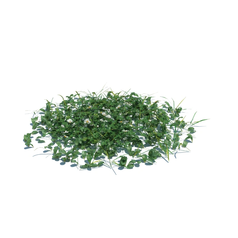 草地小型植物146