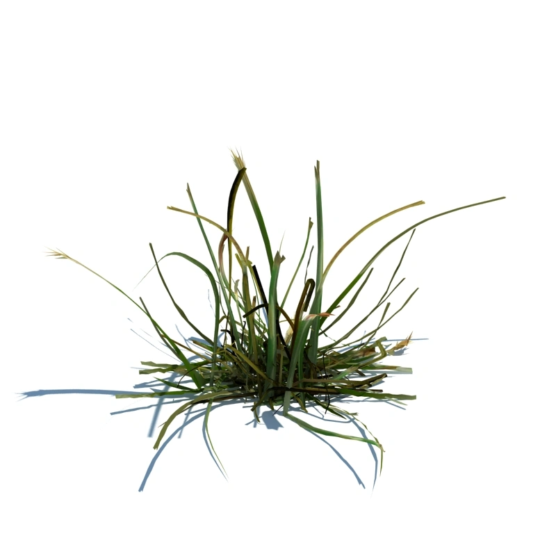 草地小型植物42