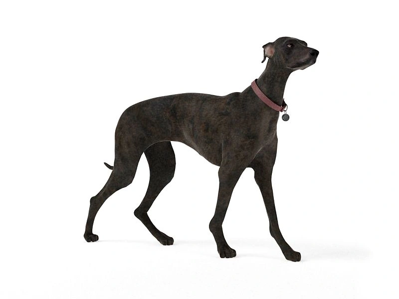 黑色灵缇犬3D模型