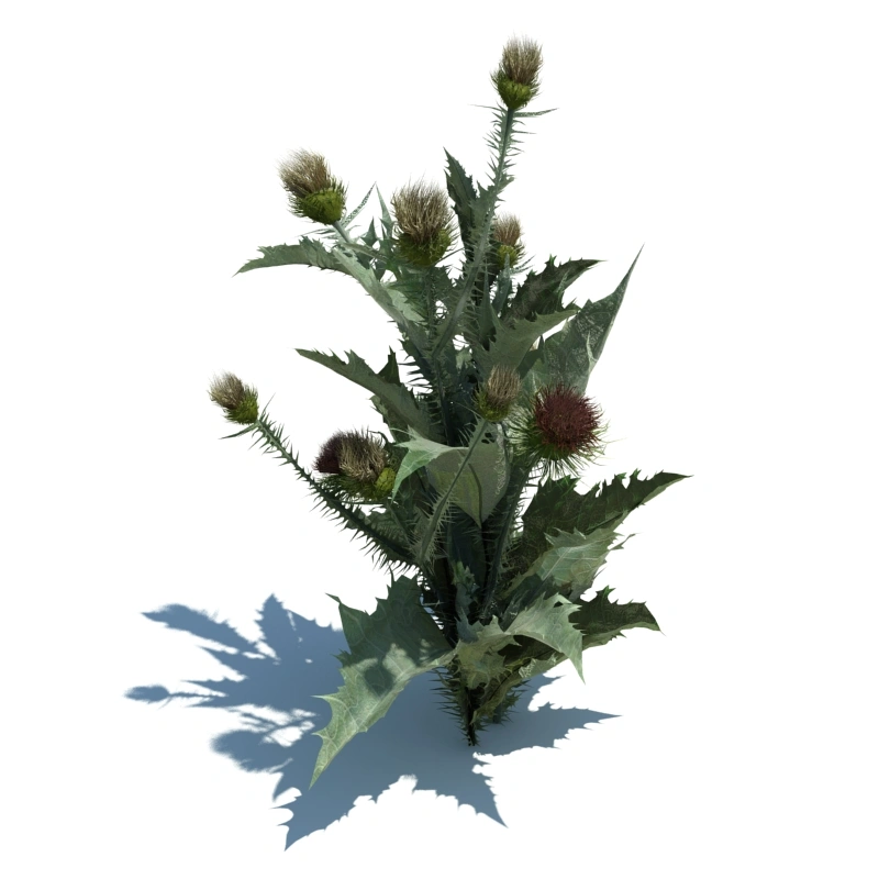 草地小型植物143
