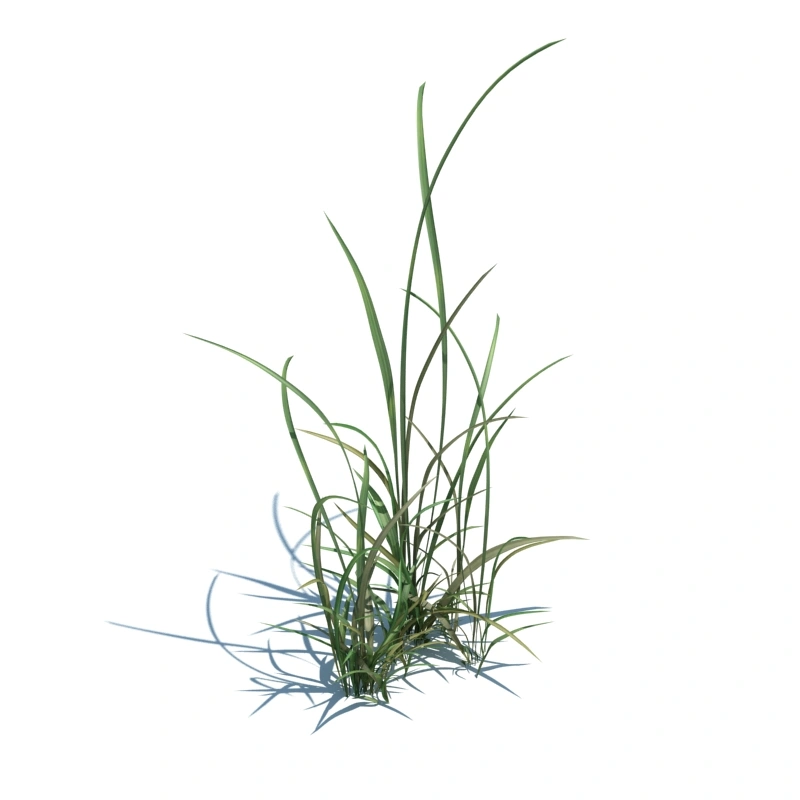 草地小型植物16