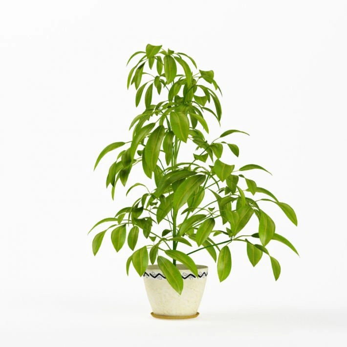 植物绿植盆栽65
