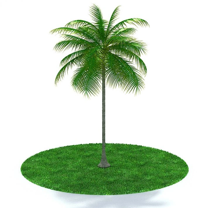 植物11