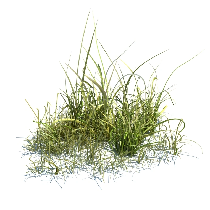 草地小型植物38