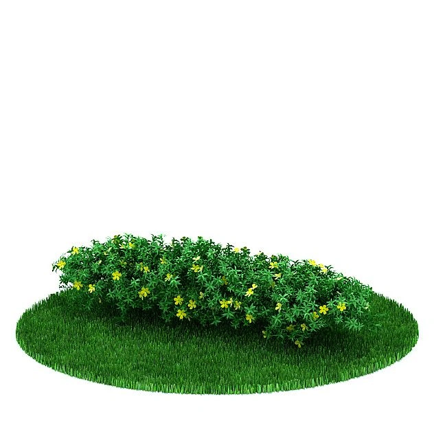 植物35