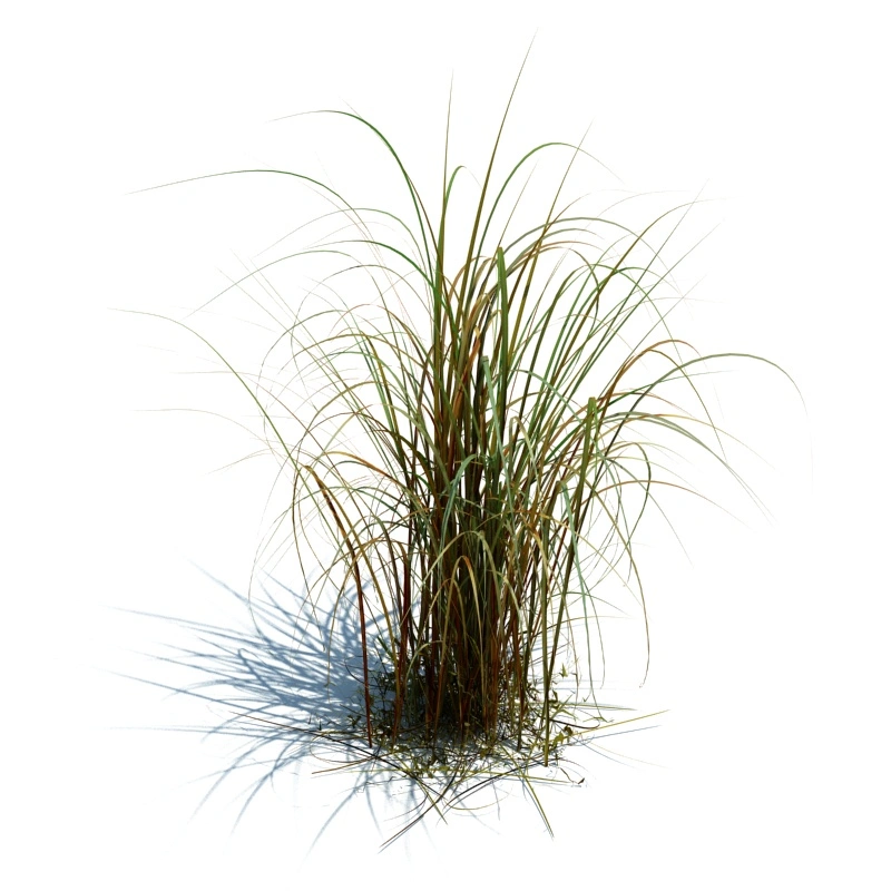草地小型植物208