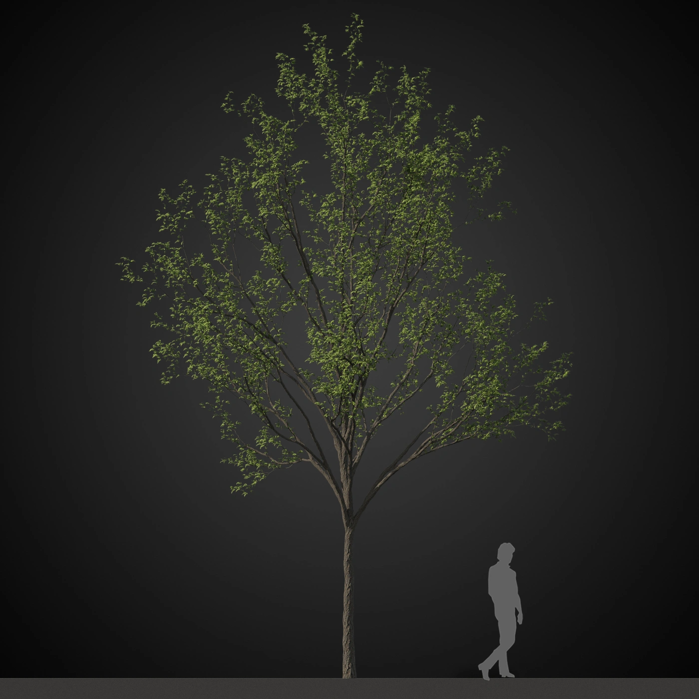 树木绿色植物3D模型