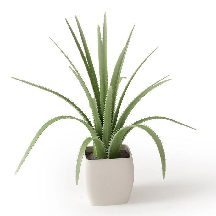 植物绿植盆栽3