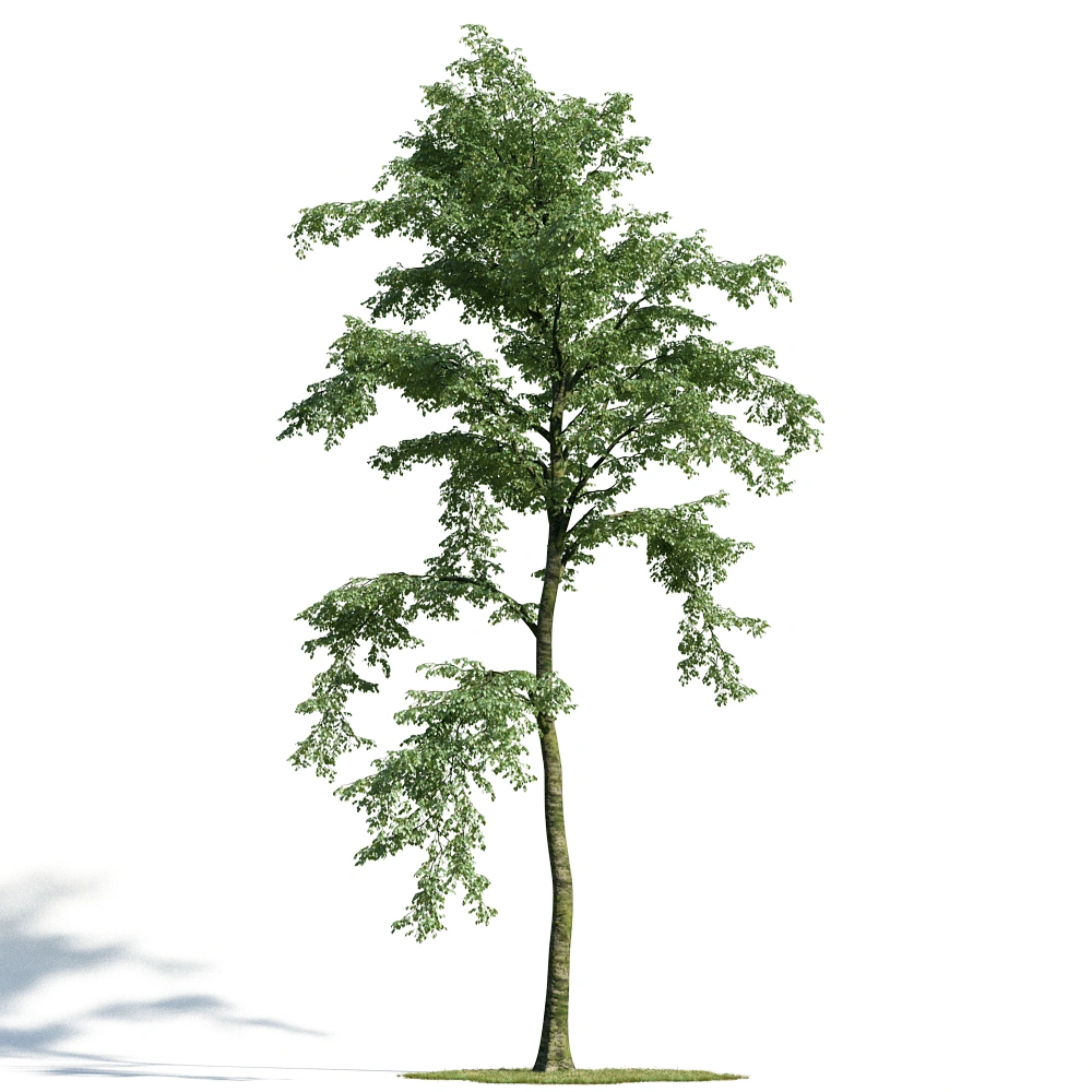 3D绿色树木模型