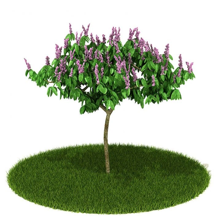 植物绿植花卉