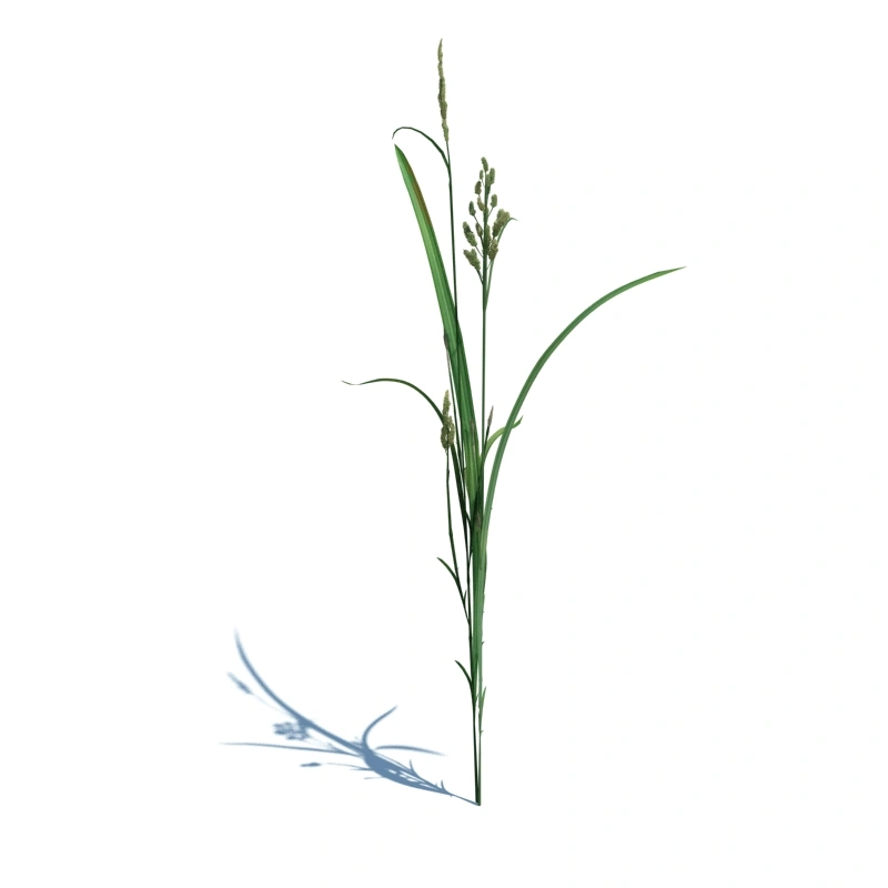 草地小型植物6