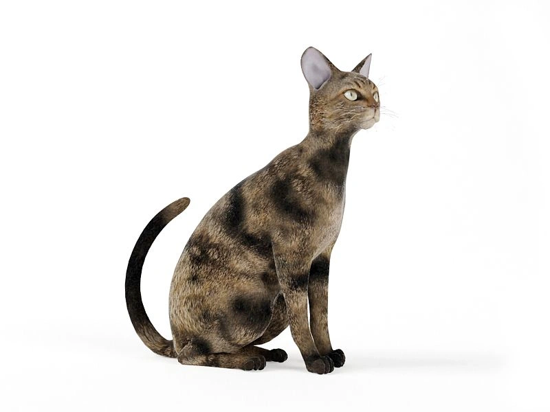 斑点猫坐姿3D模型