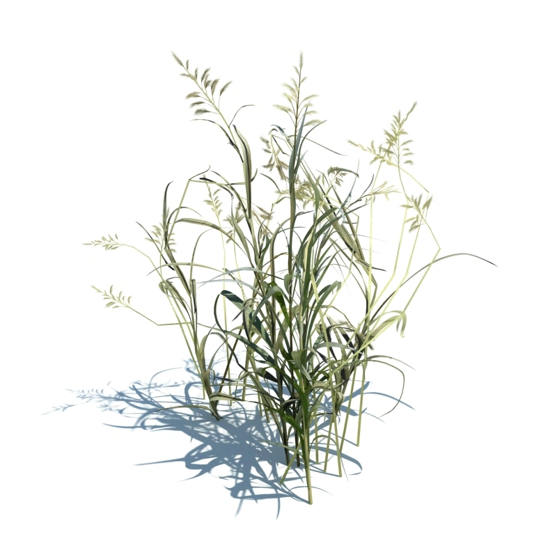 草地小型植物29