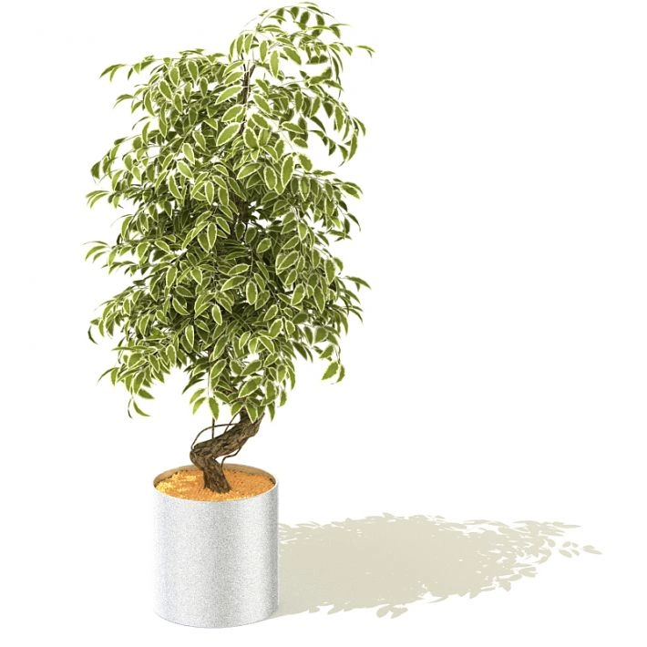 植物盆栽绿植61