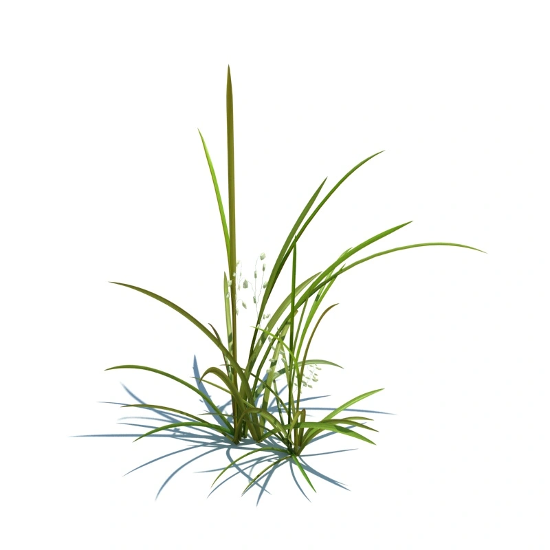 草地小型植物246