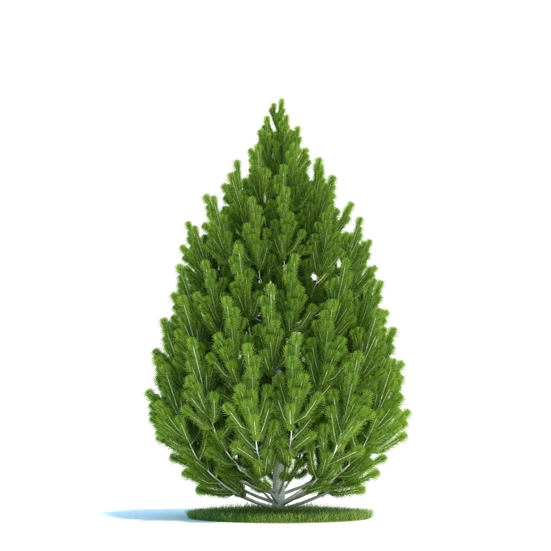 植物绿植树木141