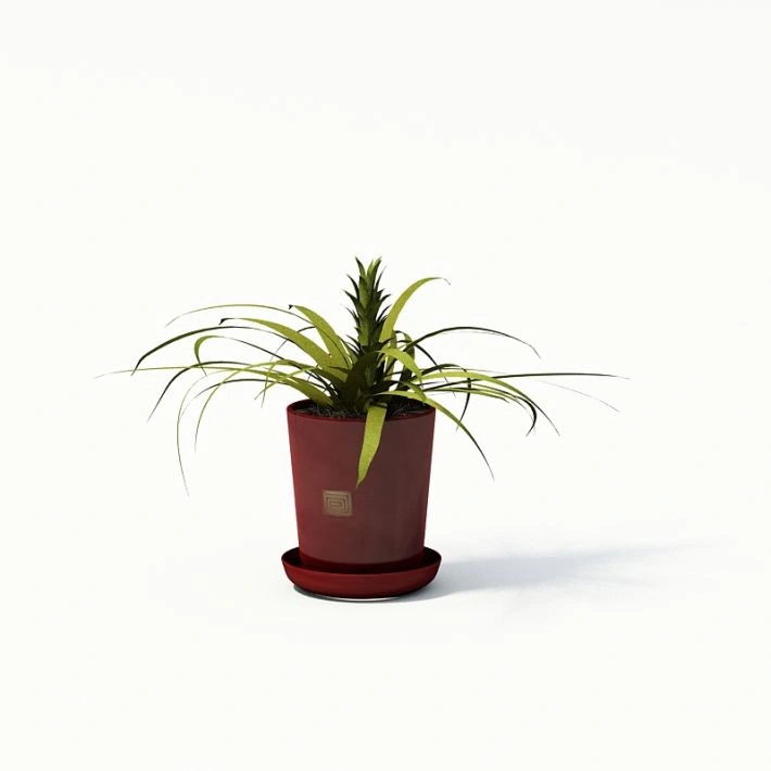 植物盆栽绿植29