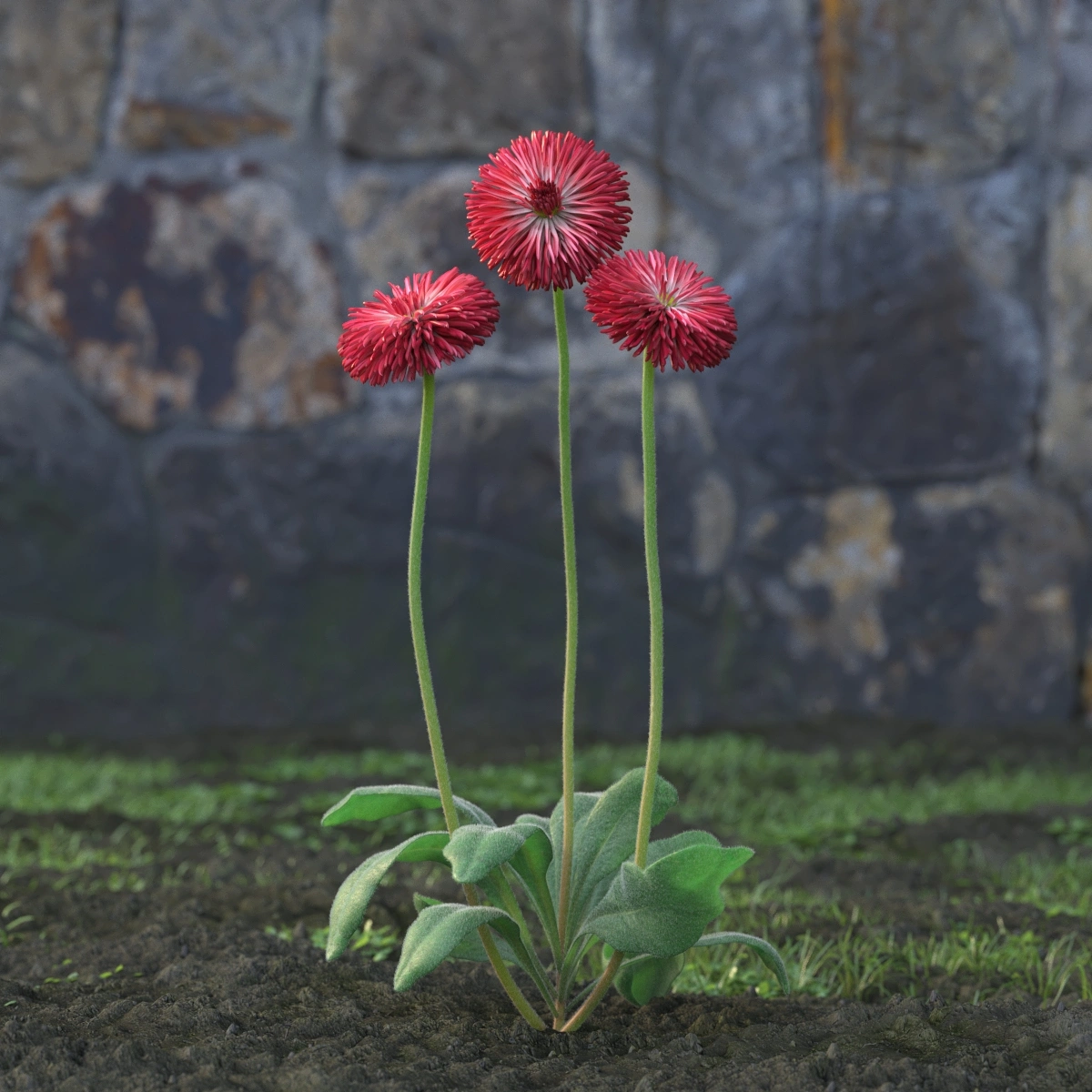 自然之美红色绒球花3D模型
