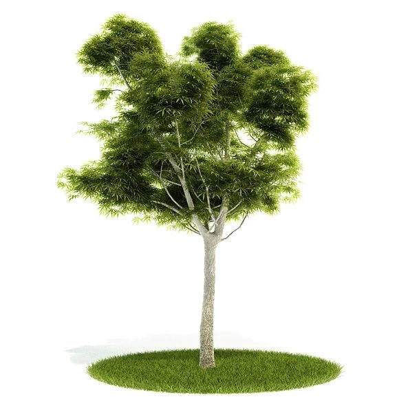 植物绿植树木62
