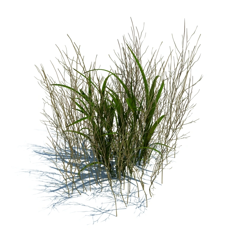 草地小型植物67