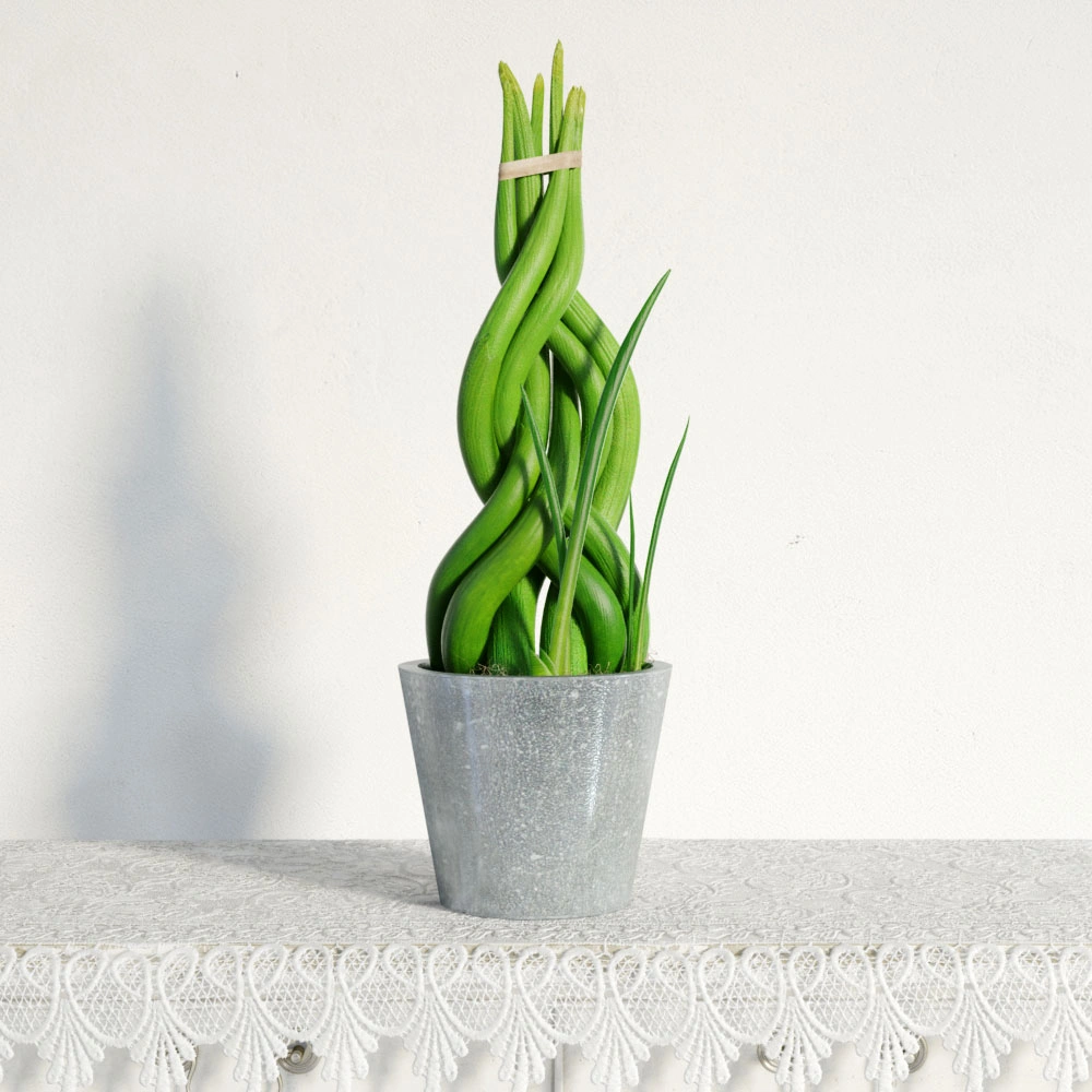 盆栽绿植植物 