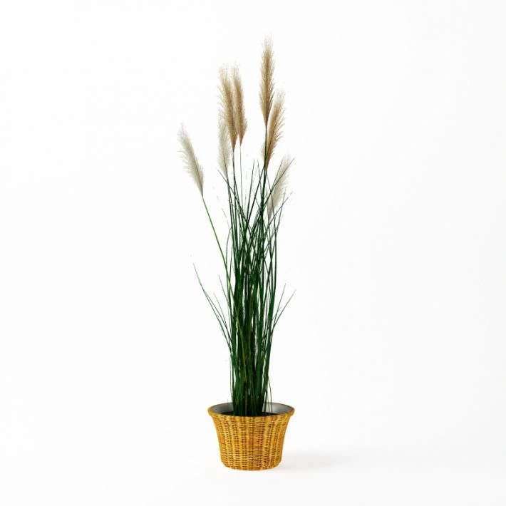 植物绿植盆栽86