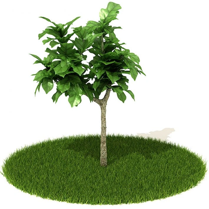 植物绿植树木30