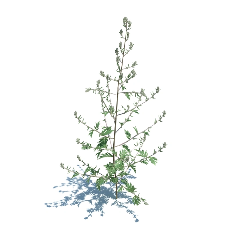 草地小型植物40