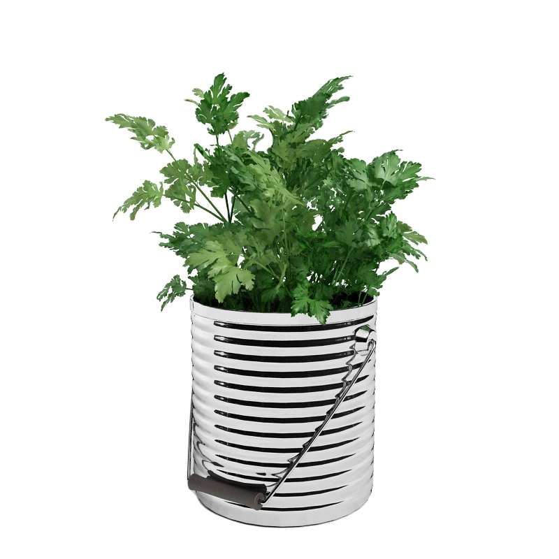 欧芹