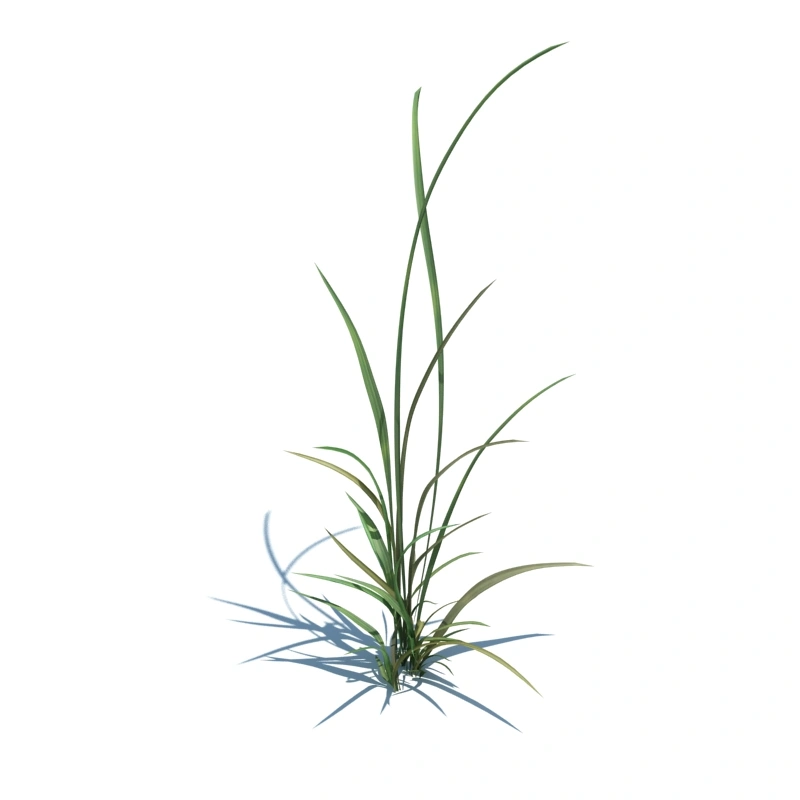 草地小型植物15