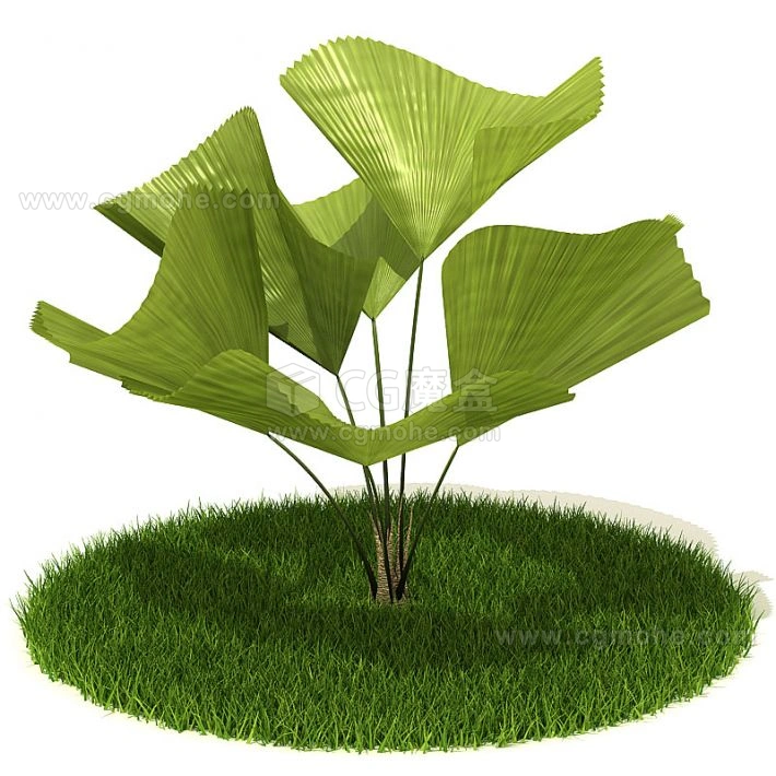 植物绿植树木32