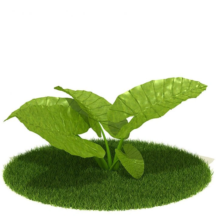 植物绿植树木34
