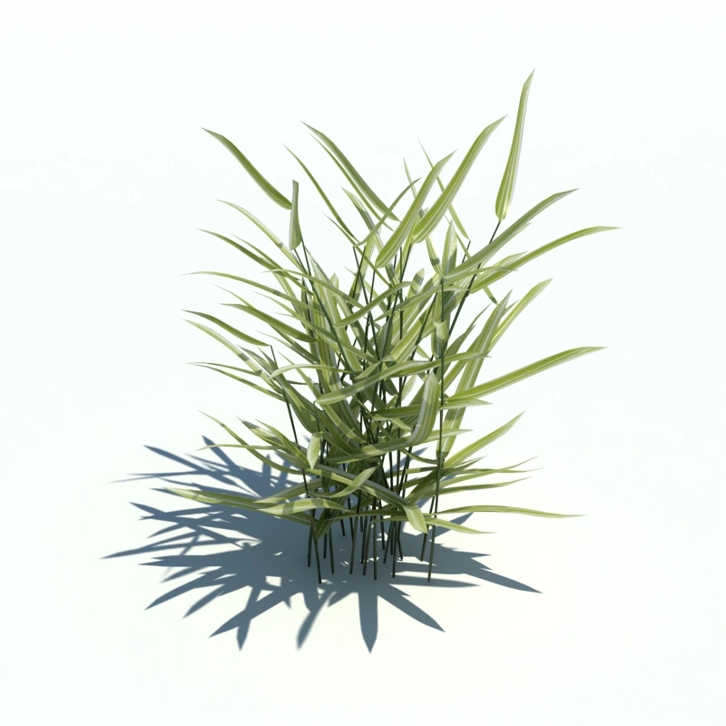 草地小型植物218