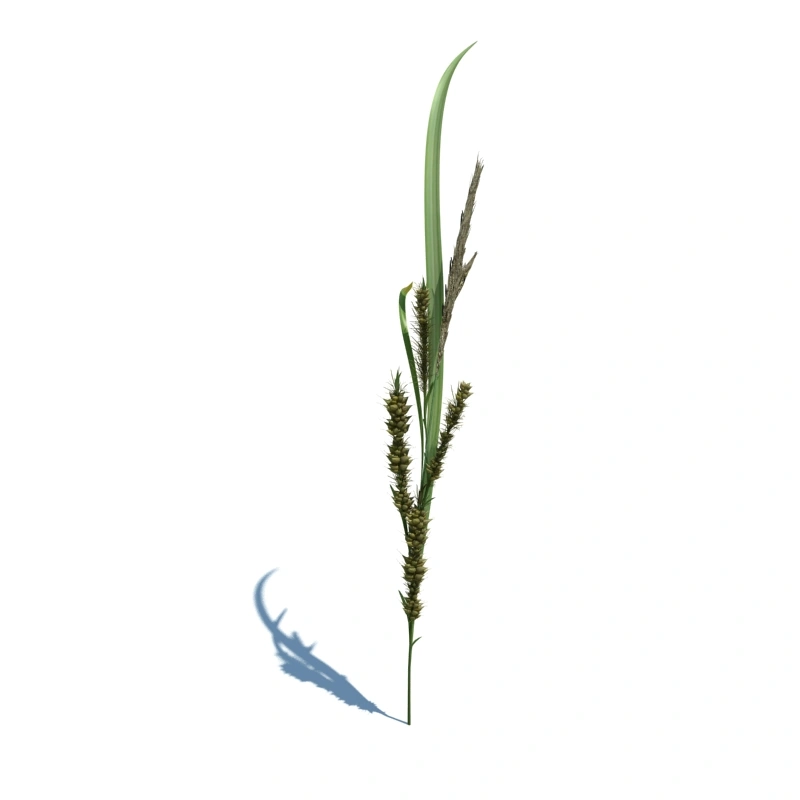 草地小型植物