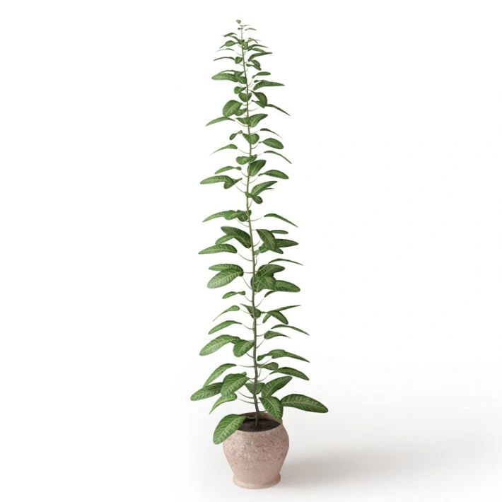 植物绿植盆栽23