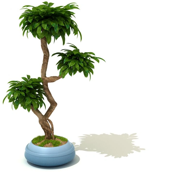 植物盆栽绿植81