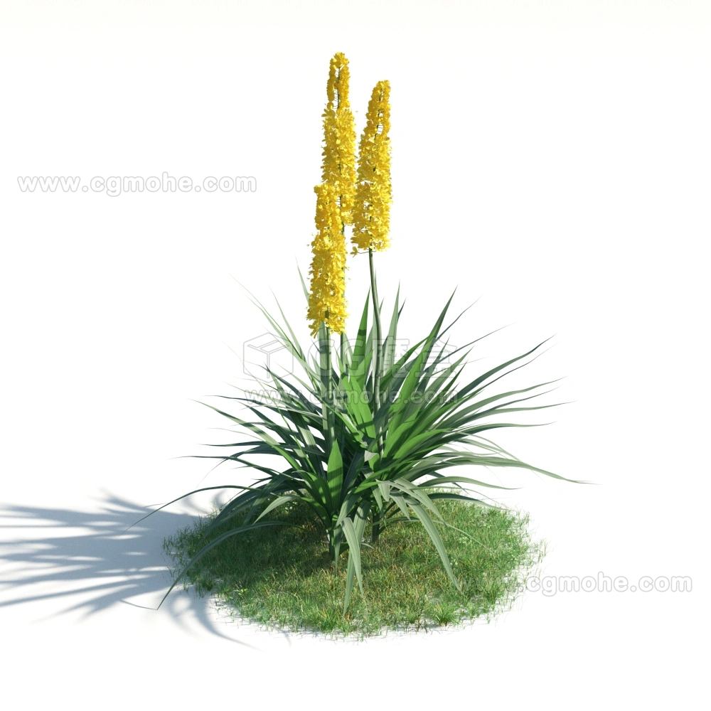 3D模型黄色花序植物
