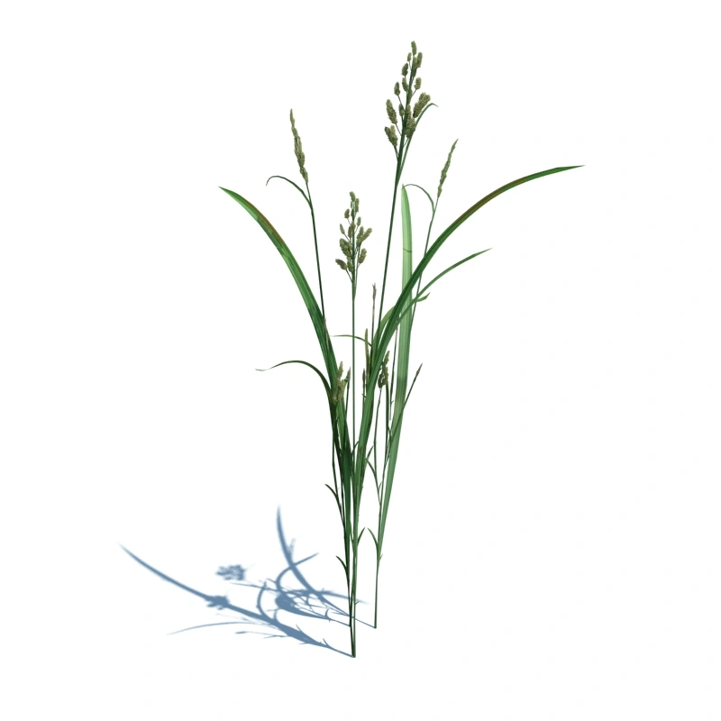 草地小型植物7