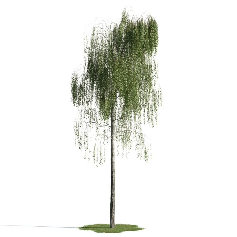 树木植物69