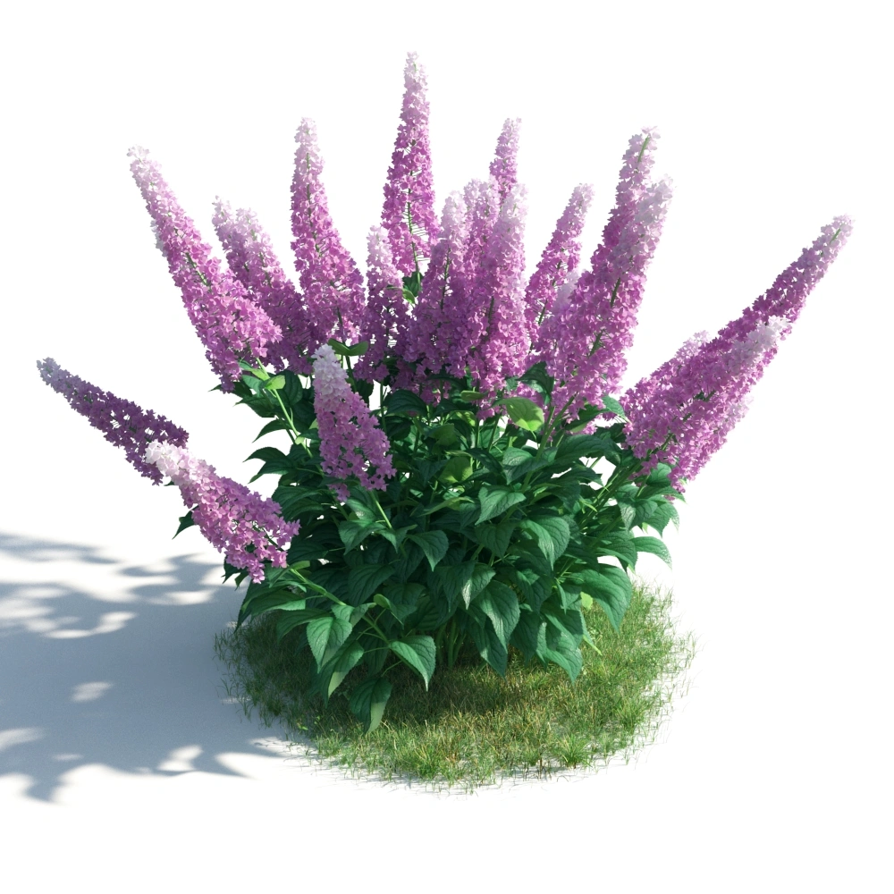 紫色开花植物3D模型