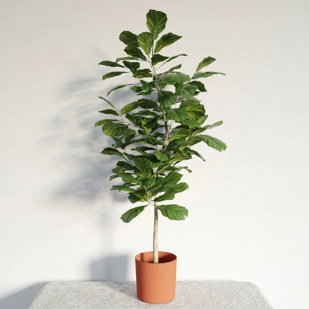 盆栽绿植植物36