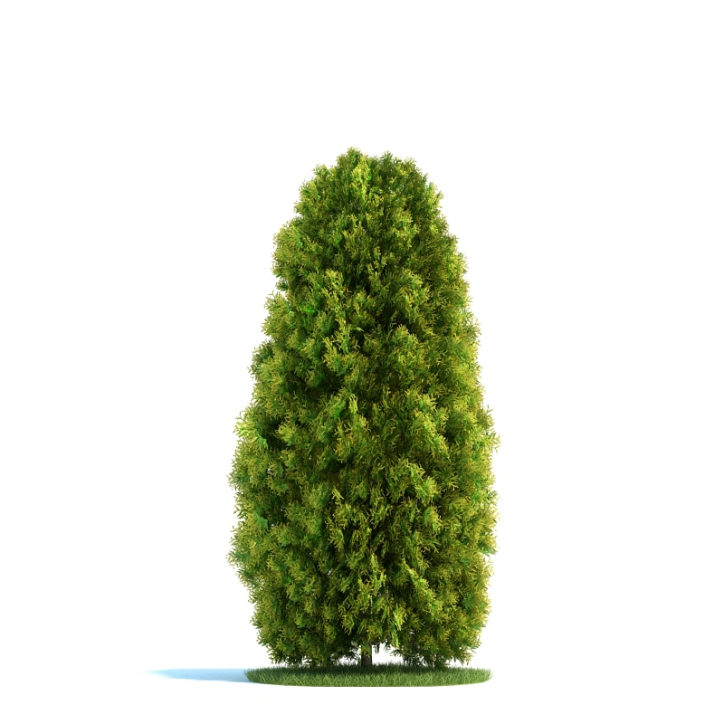 植物绿植树木173