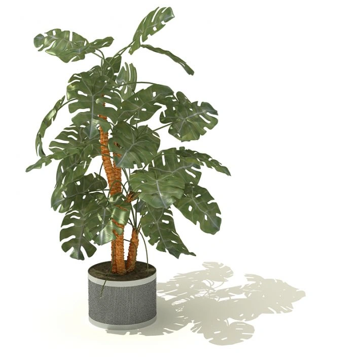 植物盆栽绿植68