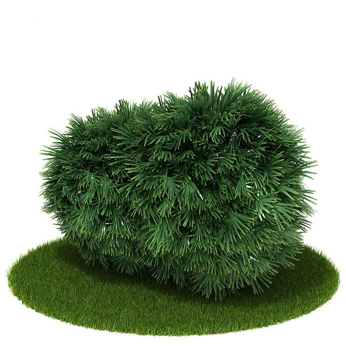 植物绿植树木19