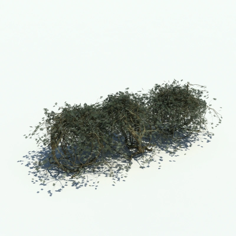 树篱植物8