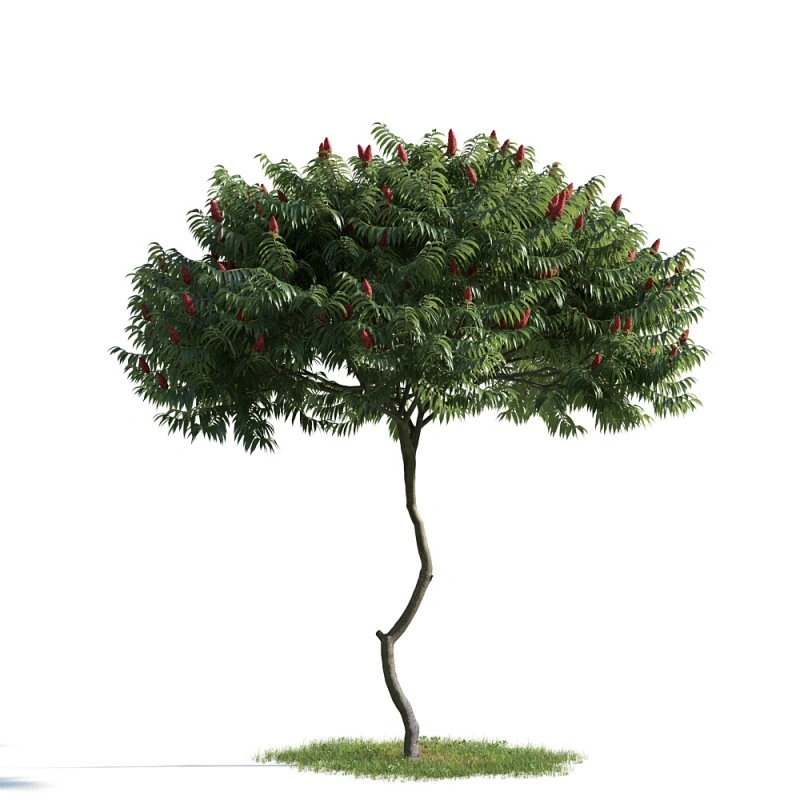 树木植物57