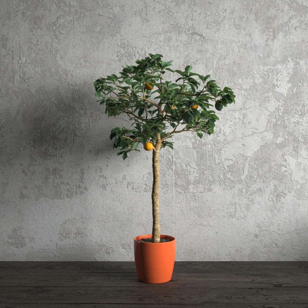 橘子盆栽绿植植物1