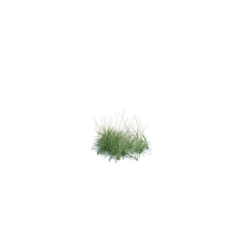 草地小型植物132